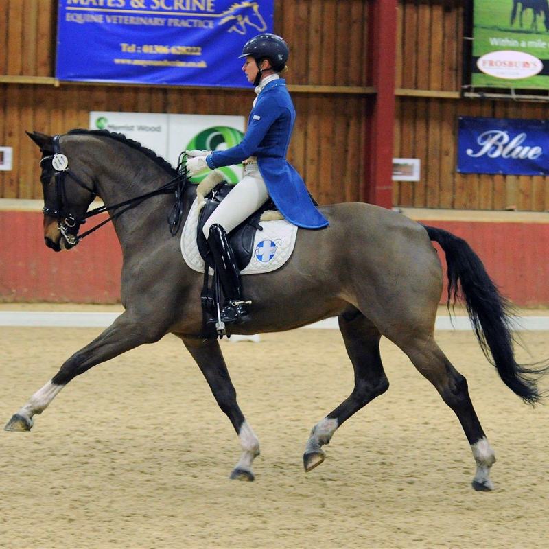 Dressage horse and rider in the indoor arena