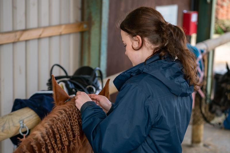 Plaiting a horse's mane before a show